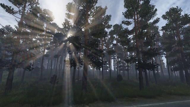 DayZ: Sonnenstrahlen fallen im späten Nachmittagslicht durch einige Bäume.
