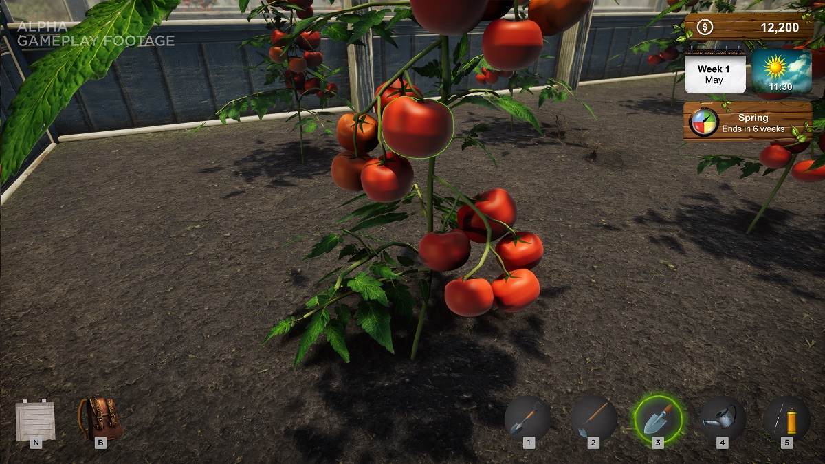 Market Gardener Tomatoes